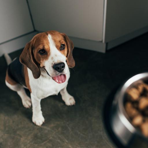 Beagle met eten