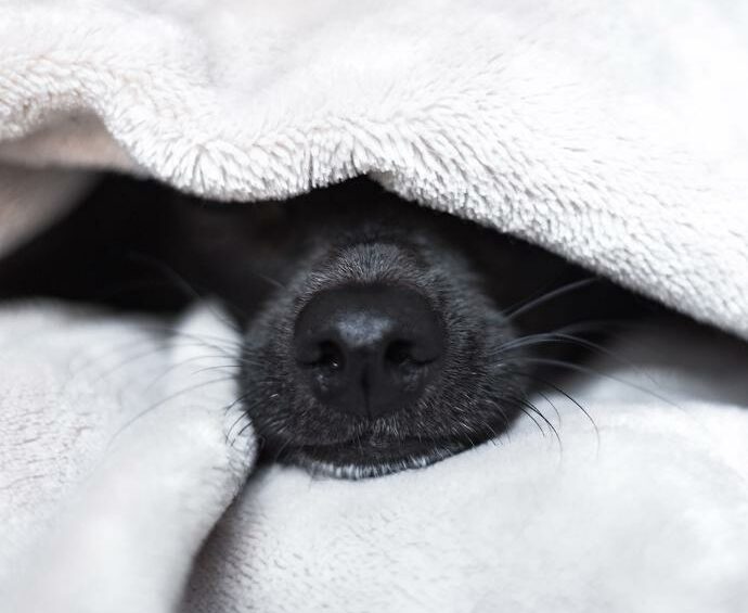 Hond onder deken