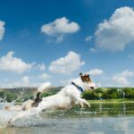 Hond springt in water