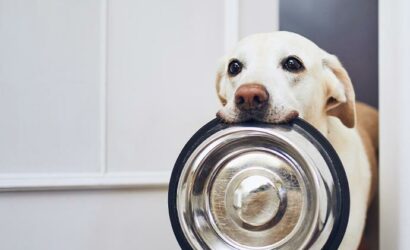 Hond wacht op eten